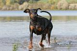 DOBERMANN 497